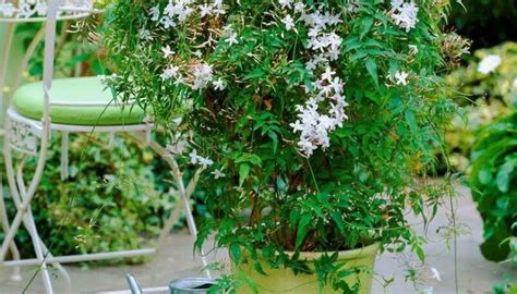 Can I Grow Jasmine In A Pot And How To Care For It