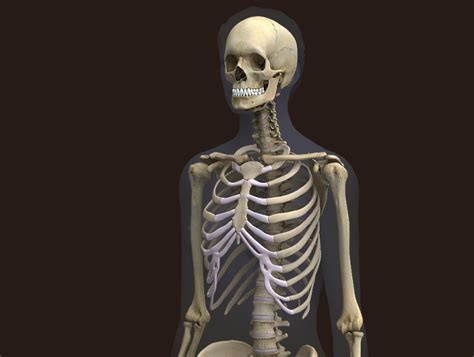Zygotehuman 3d Female Skeleton Medically Accurate Body
