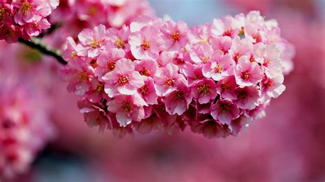 1080p Beautiful Nature Wallpaper Flower Desktop Background
