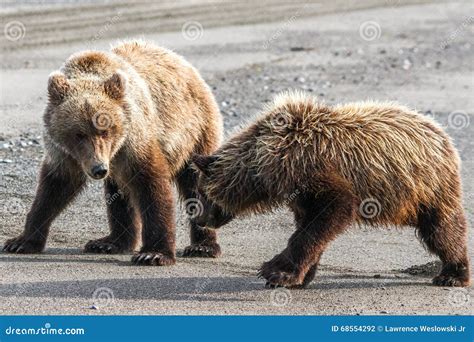 Two Brown Grizzly Bear Cubs Playing On Beach Stock Photo Image Of