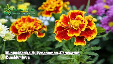 Maybe you would like to learn more about one of these? Bunga Marigold