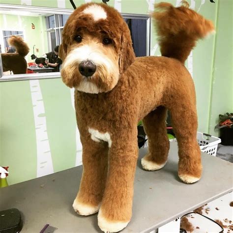 Best 25 Doodle Haircuts Ideas Goldendoodle Grooming Dog Grooming