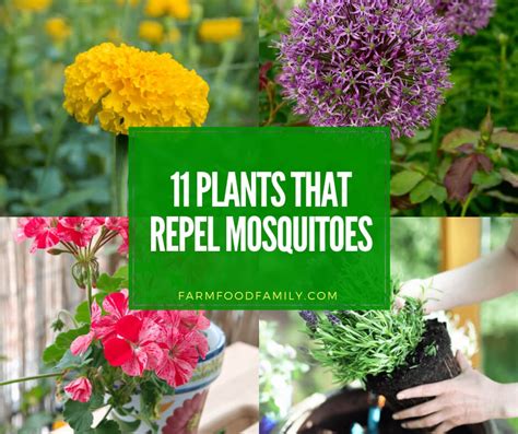 Natural Mosquito Repellents 11 Best Plants That Repel Mosquitoes