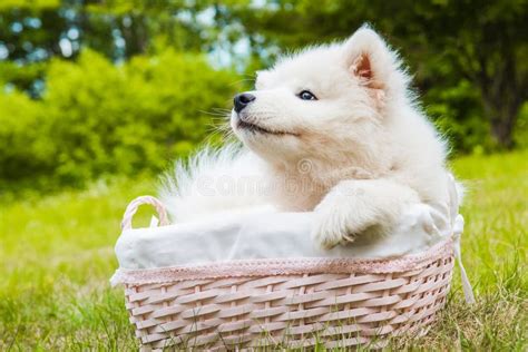 Funny Samoyed Puppy Dog Top View In The Garden Stock Image Image Of