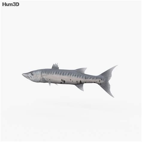 Animated Barracuda 3d Model Download Animals On