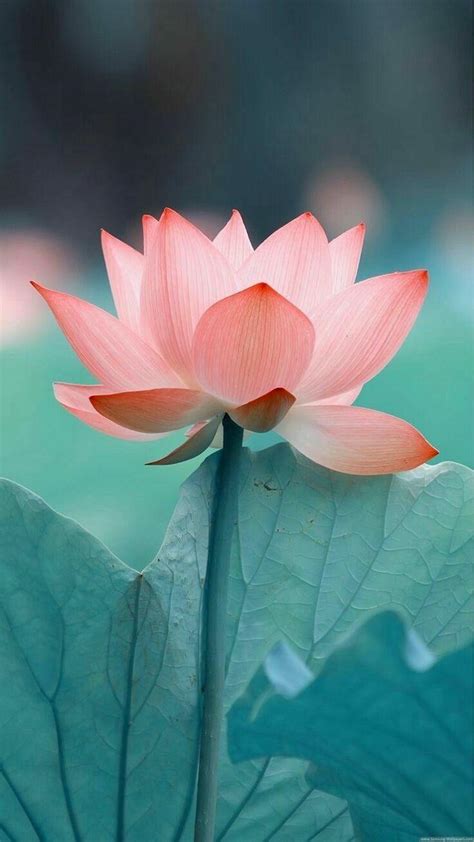 If you're looking for the best lotus flower wallpapers then wallpapertag is the place to be. Cute Lotus Flowers Phone Wallpapers - Wallpaper Cave
