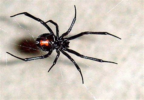 Aranhas incríveis, viúva negra, imagem formatos de arquivo, viúva negra png. G1 - Mais de 100 aranhas são achadas em casa na Irlanda ...