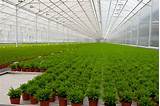Growing Marijuana In A Greenhouse Photos