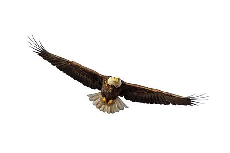 American Bald Eagle Wingspan Photograph By Patti Deters Fine Art America
