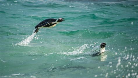 African Penguin Swimming And Jumping Out Of Water Stock Image Image