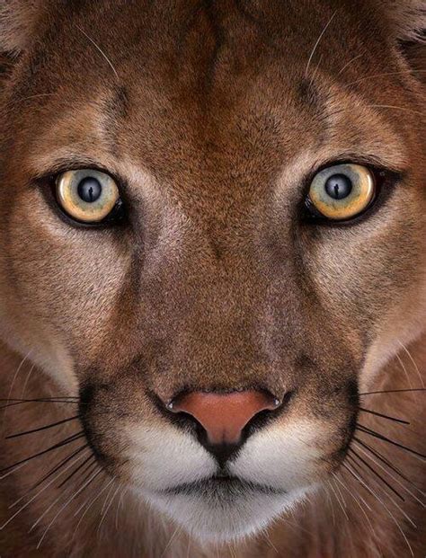 Beautiful Mountain Lion Photography Pinterest
