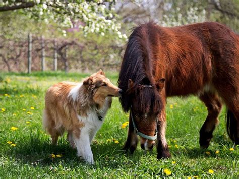 Find gifs with the latest and newest hashtags! So Nice And Natural Image Of Dog With Horse | Konie