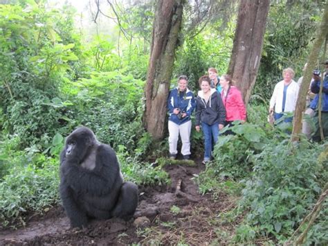 Gorilla Tourism In Africa Focus Breaking Travel News