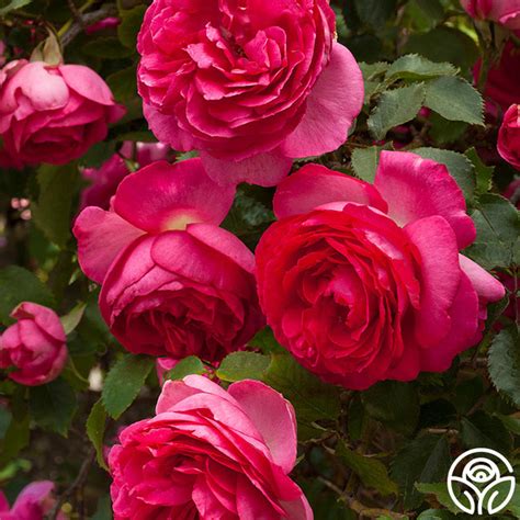 Pretty In Pink Eden Rose Climbing Roses Lightly Fragrant Heirloom
