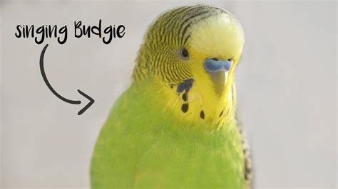 Singing Budgie Happy Song Youtube