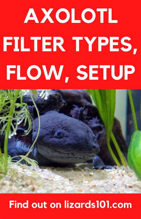 Learn About Axolotl Filter Needs What The Best Type Of A Filter For An