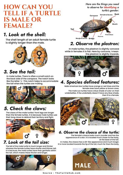 How To Tell If Box Turtle Is Male Or Female