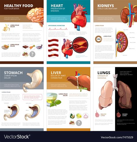 Internal Human Organs Chart Diagram Infographic Vector Image