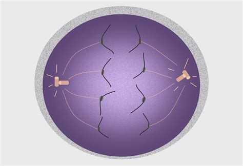 Anaphase I Definition Process And Quiz Biology Dictionary