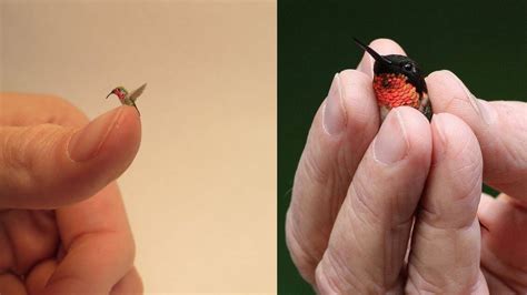 Meet The Worlds Smallest Bird Cubas Bee Hummingbird Worlds