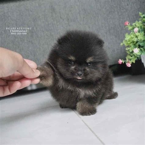 Black And Tan Teacup Pomeranian Puppies For Sale Pets Lovers