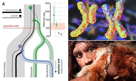 Genetics Neanderthal Male Sex Chromosomes Were Gradually Replaced By Superior Modern Human Genes