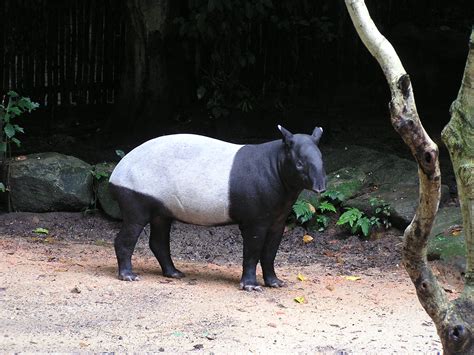 This tier 2.5 guide covers the new armor set available inside the temple of ahn'qiraj, aq40. File:Tapirus indicus 1a.jpg - Wikimedia Commons