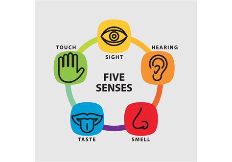 Five Senses Vector Infographic 82890 Vector Art At Vecteezy