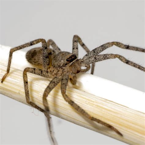 Doctors Pull Venomous Brown Recluse Spider Out Of Us Woman Susie Torres