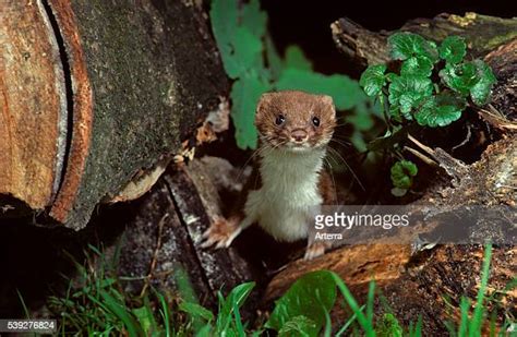 Weasel Hunting Photos And Premium High Res Pictures Getty Images