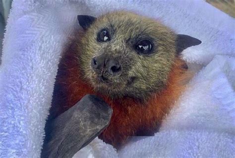 flying foxes need us to help them save forests the echo