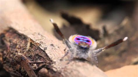 descubren dos nuevas especies de araña pavo real youtube
