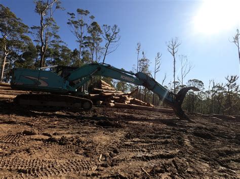 Lets End Native Forest Logging Once And For All New Bush Telegraph