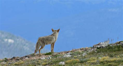 Panel Wont Ban Coyote Killing Contests Around The Sierra Sacramento