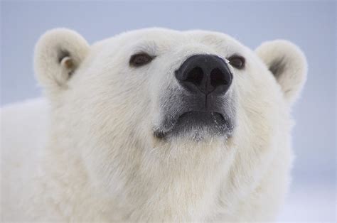 Portrait Of A Adult Polar Bear Photograph By Steven Kazlowski Pixels