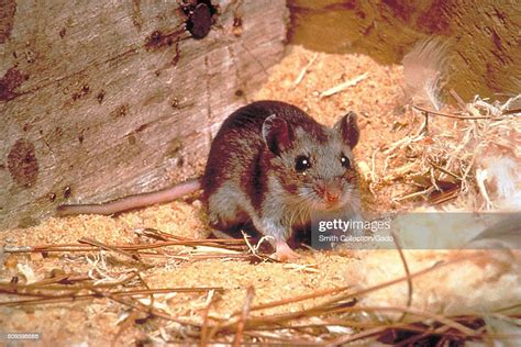 Deer Mouse Peromyscus Maniculatus A Hantavirus Carrier That Becomes