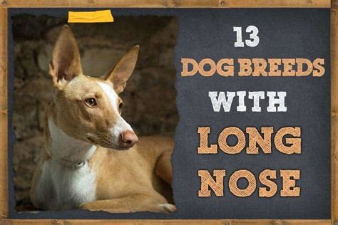 13 Dog Breeds With Long Nose Big Snouts Whippet Hounds And More