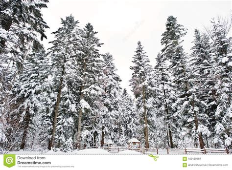 Wooden House At Pine Trees Forest Covered By Snow Beautiful Win Stock