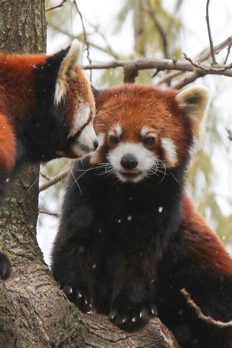 Two Red Pandas Sitting In A Tree By Mark Dumont Red Panda Cute