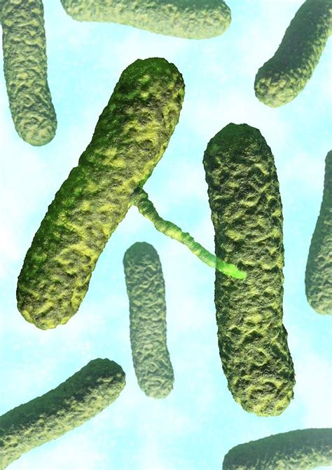 Bacterial Conjugation Artwork Photograph By David Mack Pixels