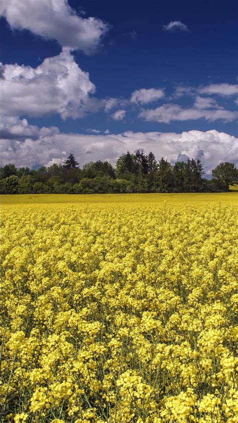 Yellow Rapeseed Flowers Field In White Clouds Blue Sky Background 4k Hd