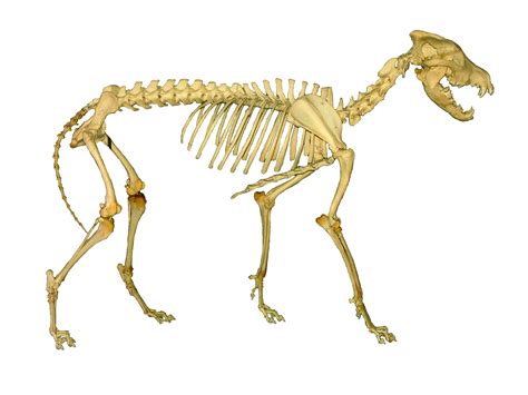 Wolf Skeleton Anatomy Free Image Download