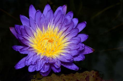 A Complete List Of Asian Flowers With Spellbinding Pictures Gardenerdy
