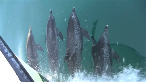Dolphins In The Gulf Of Mexico Youtube