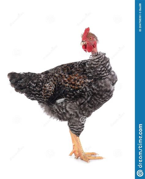 Naked Neck Rooster Isolated On White Stock Image Image Of Fowl