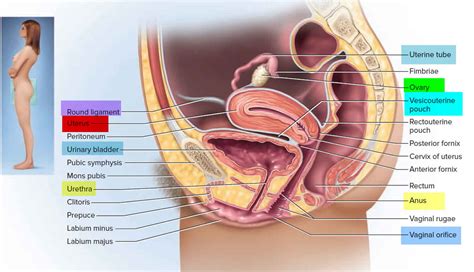 Imperforate Hymen Causes Symptoms Treatment Imperforate Hymen Surgery