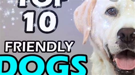 Top 10 Friendly Dog Breed Youtube