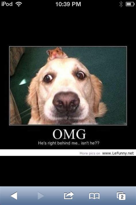 An Image Of A Dog With The Caption Omg On Its Face