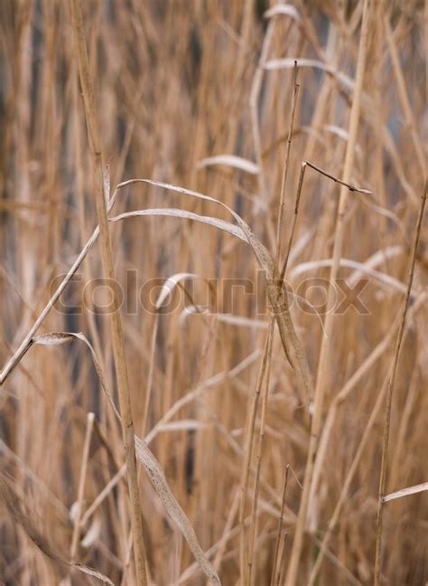 Dry Reed Background Stock Image Colourbox