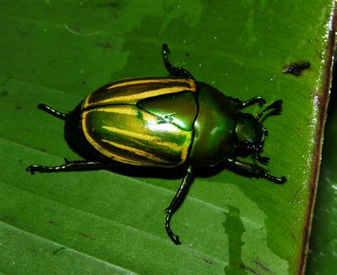 Macraspis Sp Rain Forest Beetles Biological Science Picture